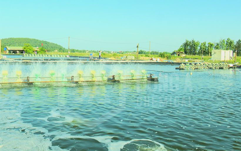 Ao nuôi của anh Phan Văn Nhì (Hà Tĩnh)